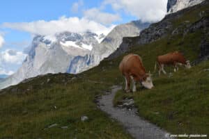 Rencontre sur l'Eiger Trail
