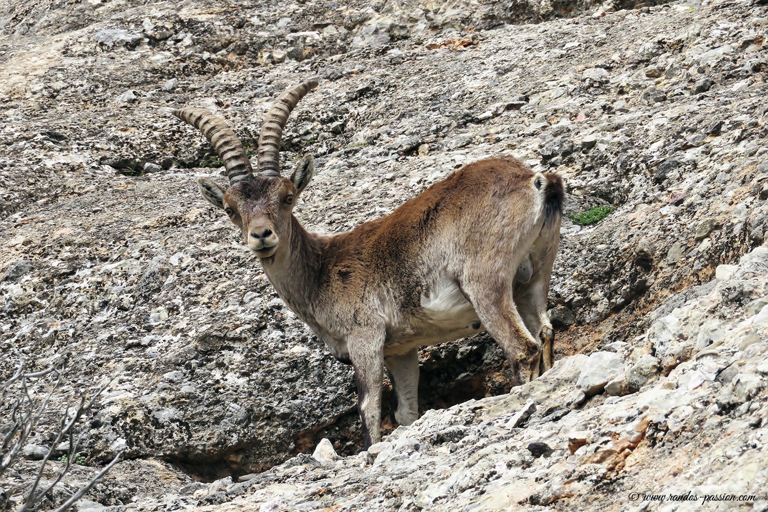 Cabra hispanica - Parc Naturel des Ports