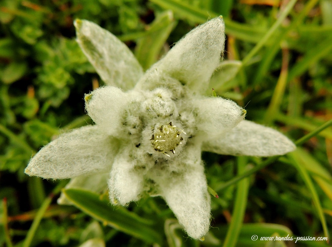 Edelweiss