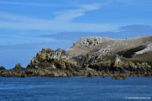 Île Rouzic - Archipel des Sept Îles