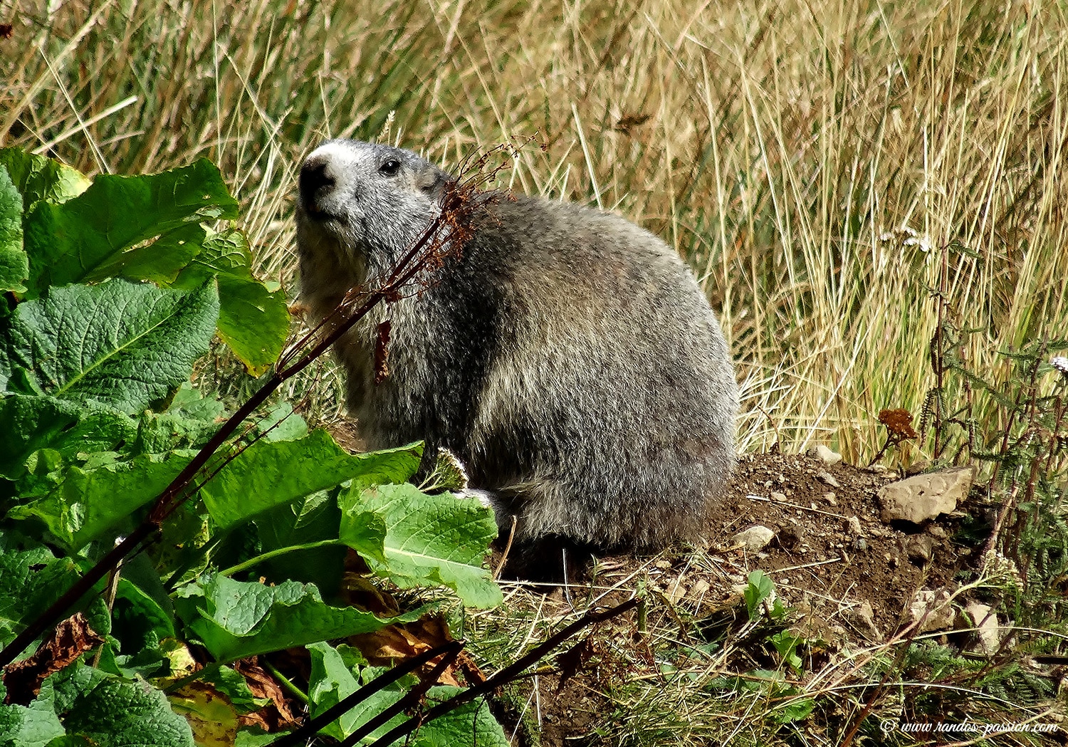 Marmotte dans le Mercantour