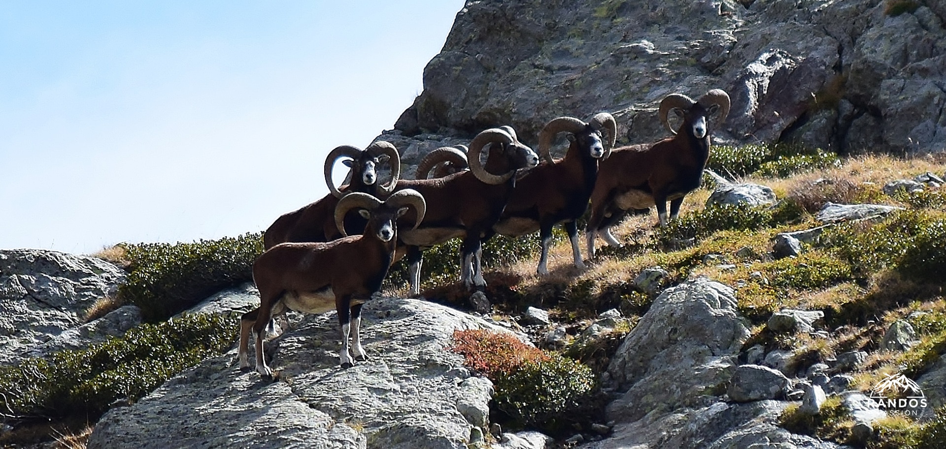 Mouflons dans le Mercantour