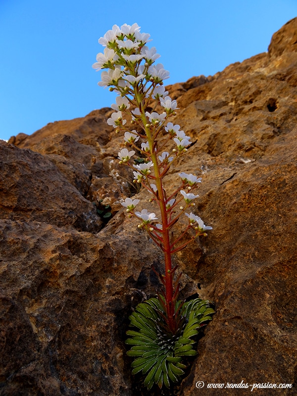 Saxifrage à longues feuilles