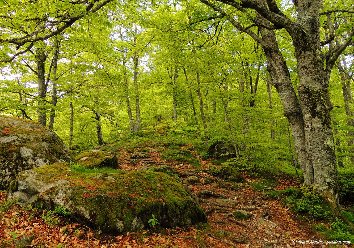 Hétraie du bois des Planelles - Ariège