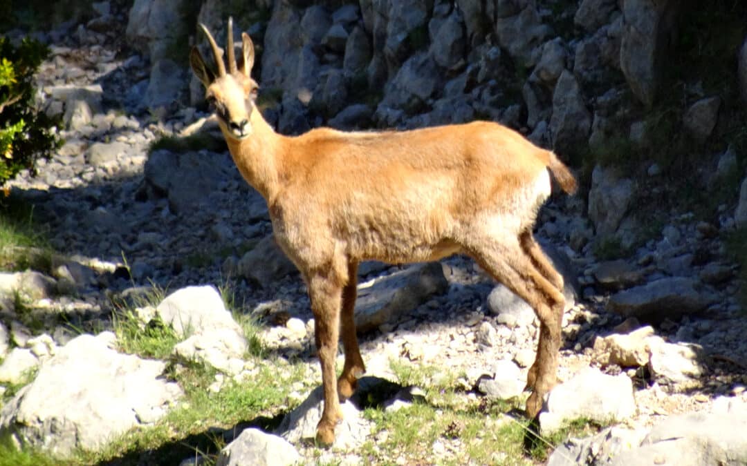 L'isard des Pyrénées