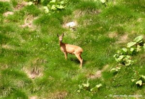 Rencontre dans les Encantats