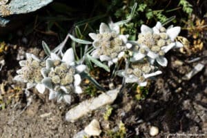 Edelweiss