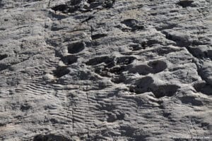 Les traces de dinosaures