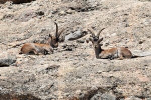 Capras hispanica aux Roques de Benet