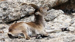 Cabra hispanica aux Roques de Benet