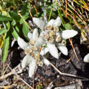 Edelweiss