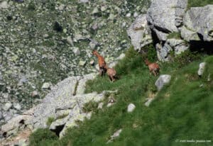 Isards sous la crête de la Sierra de Liena - Aragon