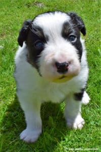 Jeune Border Collie
