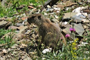 Marmotte à la Sierra de Liena - Aragon