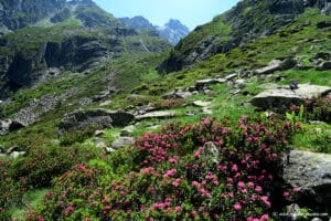 Randonnée au vallon de la Pacca - Val d'Azun