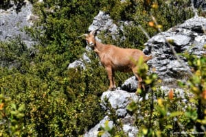 Chèvres sauvages sur les vires du Mascún