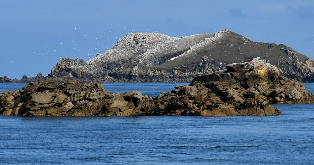 Les Sept-Îles – Le paradis des oiseaux