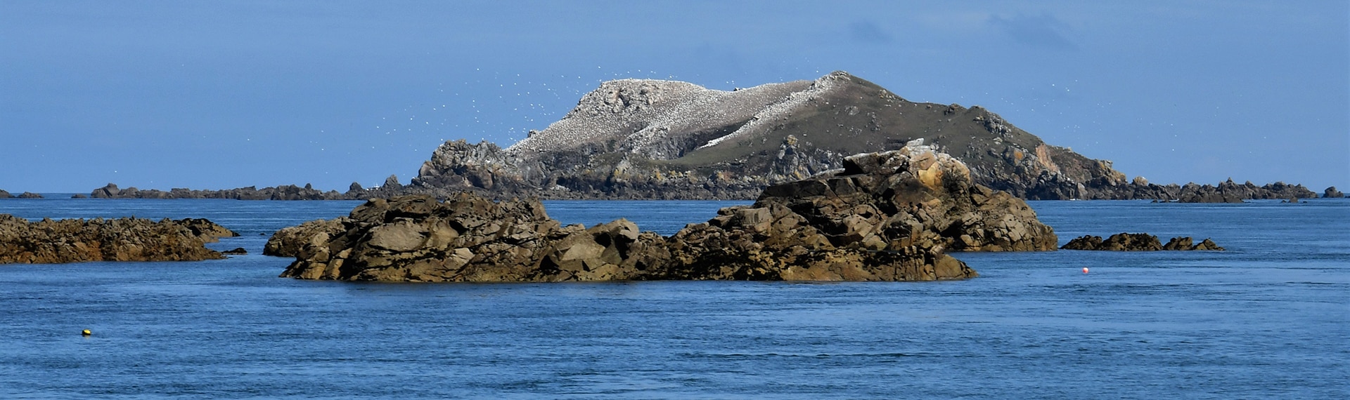 Île Rouzic - Archipel des Sept Îles