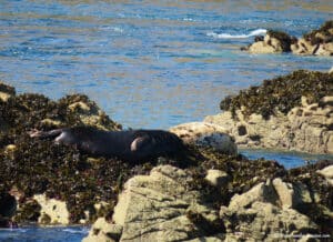 Phoques à l'archipel des 7 îles