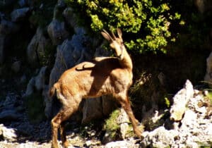 Isard à la Punta Llerga