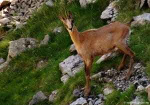 Isard à la Punta Llerga
