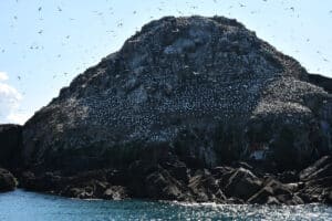 Colonie de Fous de Bassan de l'île Rouzic