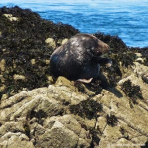 Phoque à l'archipel des 7 îles