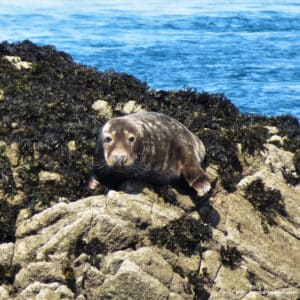 Phoque à l'archipel des 7 îles