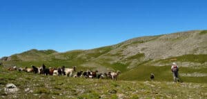 Troupeau de chévres à la Punta Llerga