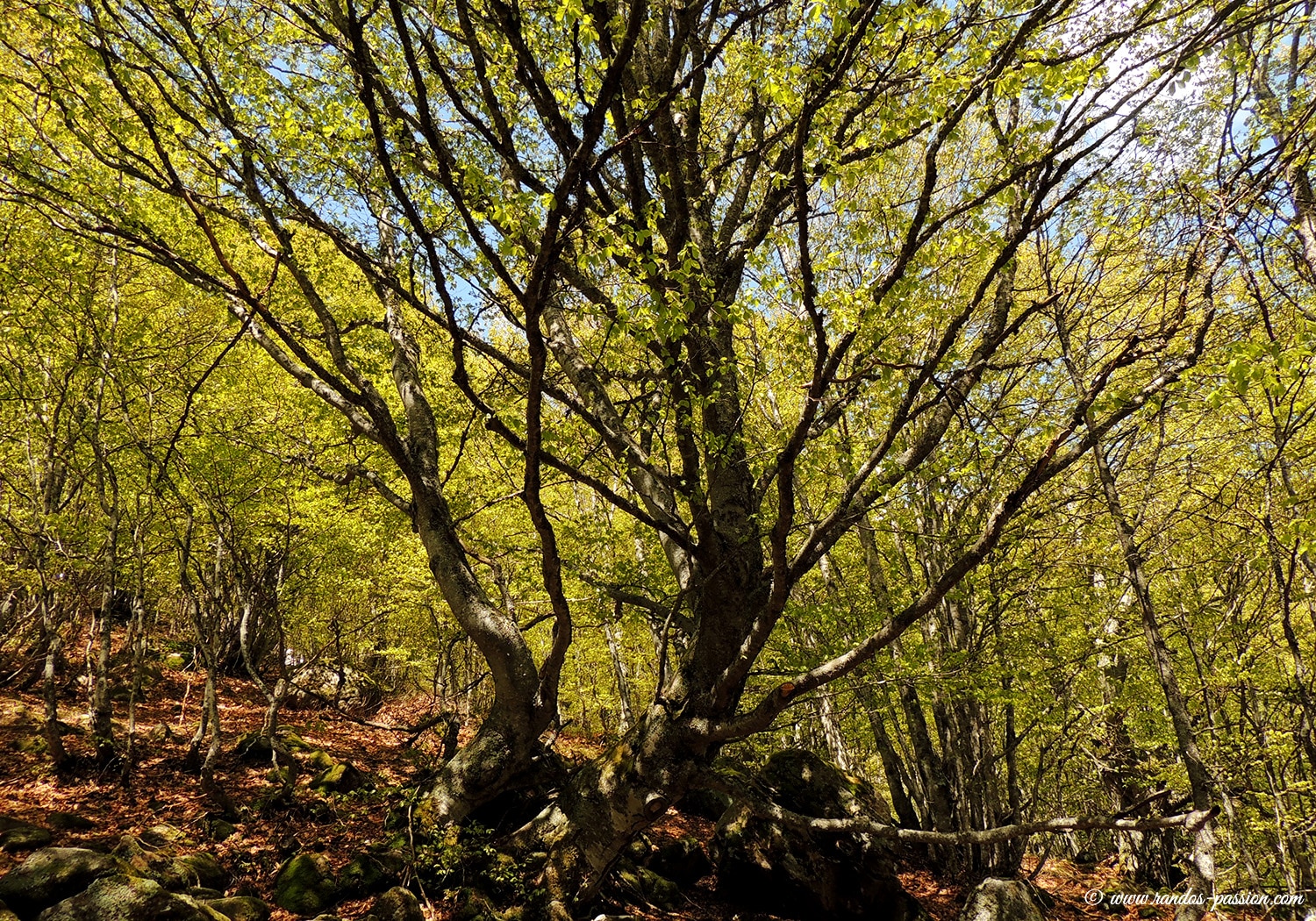 Hétraie du bois des Planelles - Ariège