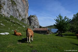 Randonnée aux lacs de Covadonga - Picos de Europa - Asturies