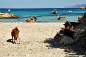 Le désert des Agriates: la plage du Lotu