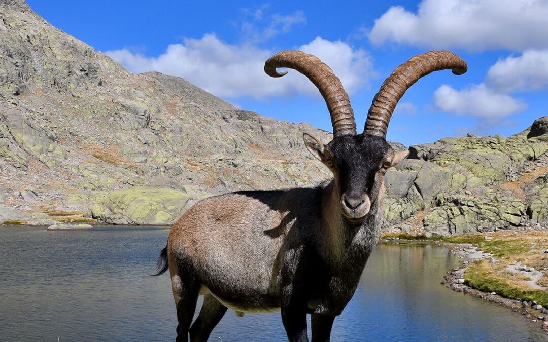 Cabra Montes à la Laguna Negra de Gredos